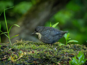 Juvenil Vandstær - Midtjylland maj 2025