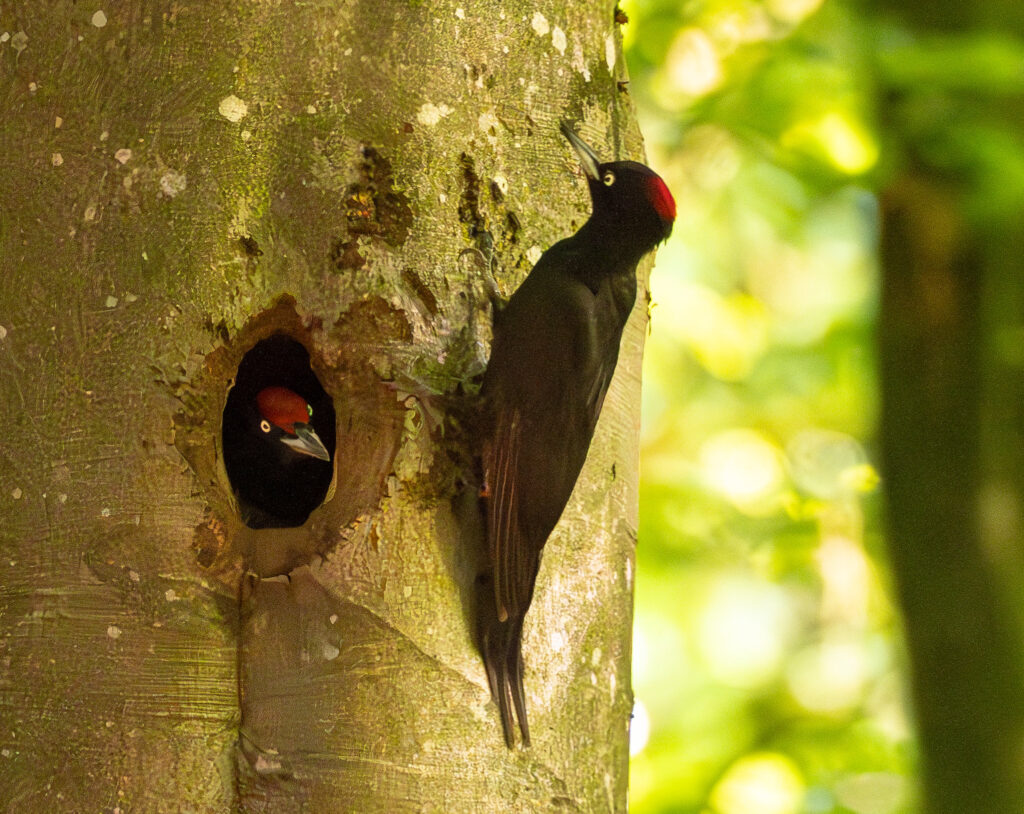 Sortspætte. Feldborg Plantage forår 2025