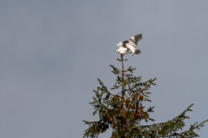 Blå Glente - Kilde september 2025