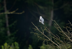 Blå Glente - Kilde september 2025