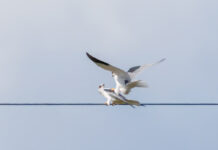 Blå Glente – Kilde september 2025 Blå Glente - Kilde september 2025