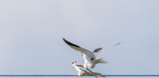 Blå Glente - Kilde september 2025