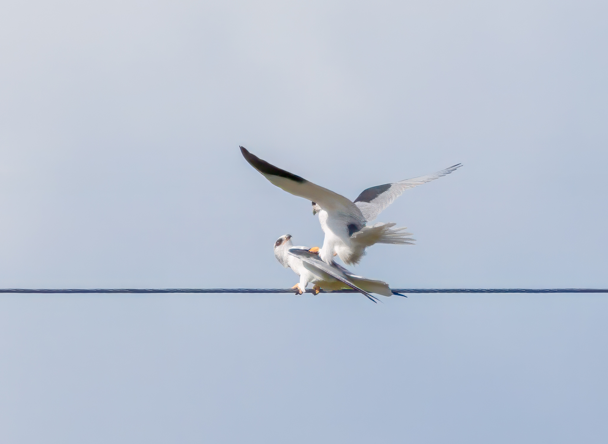 Blå Glente - Kilde september 2025