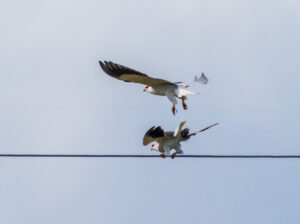 Blå Glente - Kilde september 2025