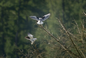Blå Glente - Kilde september 2025