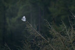 Blå Glente - Kilde september 2025