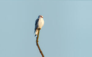 Blå Glente - Jersild september/oktober 2025