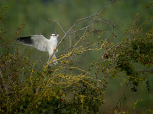 Blå Glente - Jersild september/oktober 2025