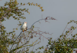 Blå Glente - Jersild september/oktober 2025