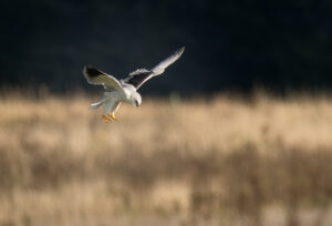 Blå Glente - Jersild september/oktober 2025