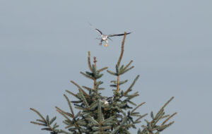 Blå Glente - Jersild september/oktober 2025