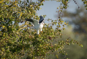 Blå Glente - Jersild september/oktober 2025