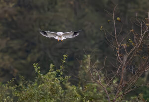 Blå Glente - Jersild september/oktober 2025