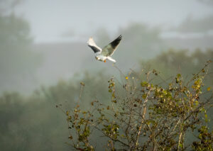 Blå Glente - Jersild september/oktober 2025