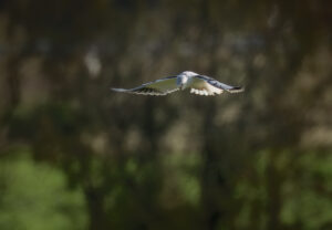 Blå Glente - Jersild september/oktober 2025