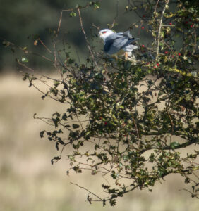 Blå Glente - Jersild september/oktober 2025