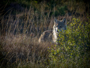 Ulv - Borris Hede september 2025