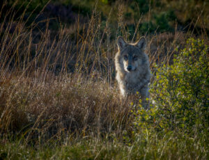 Ulv - Borris Hede september 2025