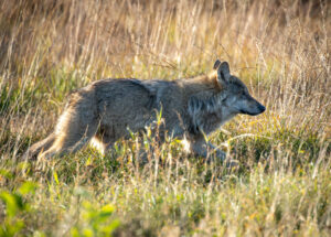 Ulv - Borris Hede september 2025