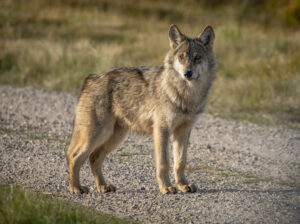Ulv - Borris Hede september 2025