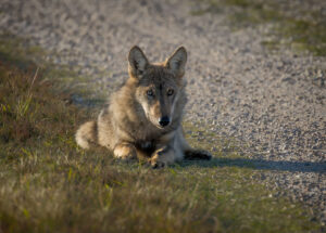 Ulv - Borris Hede september 2025