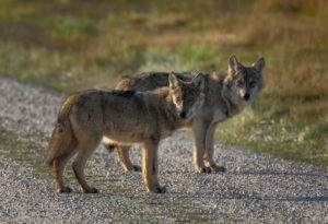 Ulv - Borris Hede september 2025