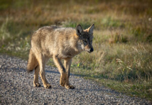 Ulv - Borris Hede september 2025