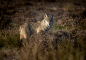 Ulv - Borris Hede september 2025