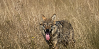 Ulv - Borris Hede september 2025