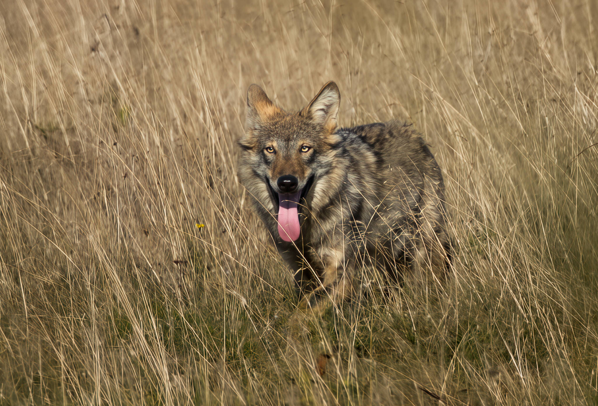 Ulv - Borris Hede september 2025