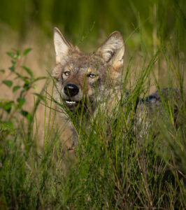 Ulv - Borris Hede september 2025