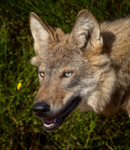 Ulv - Borris Hede september 2025