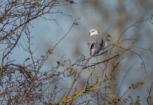 Blå Glente - Jersild september/oktober 2025