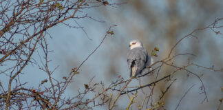 Blå Glente - Jersild september/oktober 2025