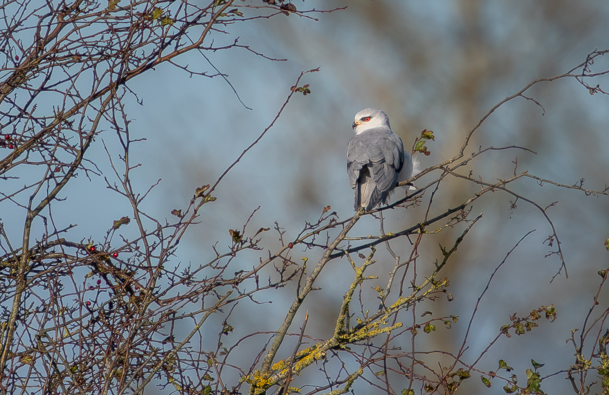 Blå Glente - Jersild september/oktober 2025 Blå Glente - Jersild september/oktober 2025