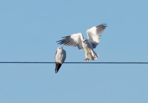 Blå Glente - Kilde September-december 2025