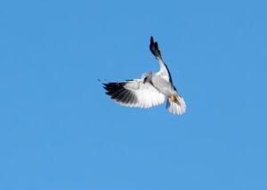 Blå Glente - Kilde September-december 2025