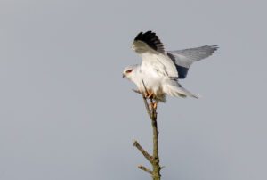 Blå Glente - Kilde September-december 2025