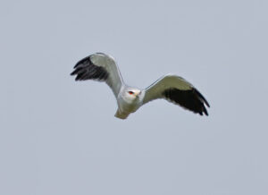 Blå Glente - Kilde September-december 2025