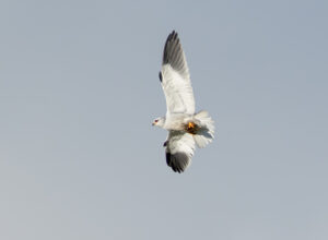 Blå Glente - Kilde September-december 2025