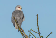 Blå Glente – Kilde, september-december 2025 Blå Glente - Kilde September-december 2025