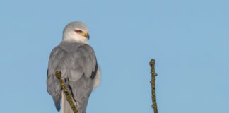 Blå Glente - Kilde September-december 2025