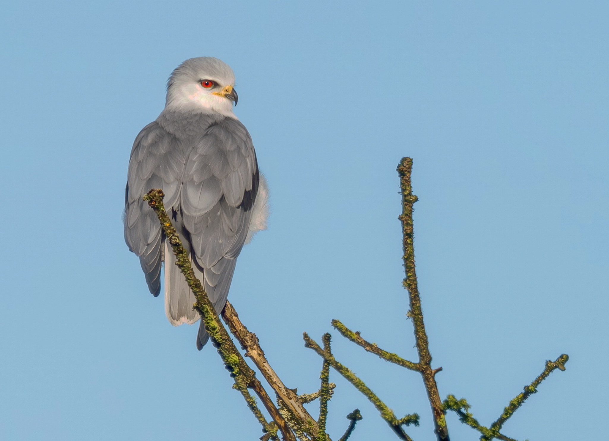 Blå Glente - Kilde September-december 2025