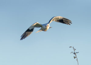 Blå Glente - Kilde September-december 2025