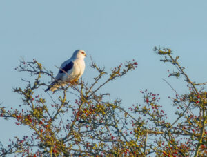 Blå Glente - Kilde September-december 2025