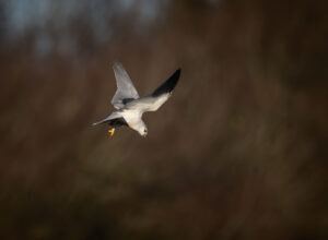 Blå Glente - Kilde September-december 2025