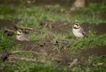 Bjerglærke – Skjern Enge november 2025 Bjerglærke - Skjern Enge november 2025