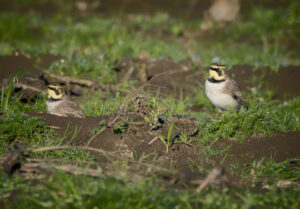 Bjerglærke - Skjern Enge november 2025