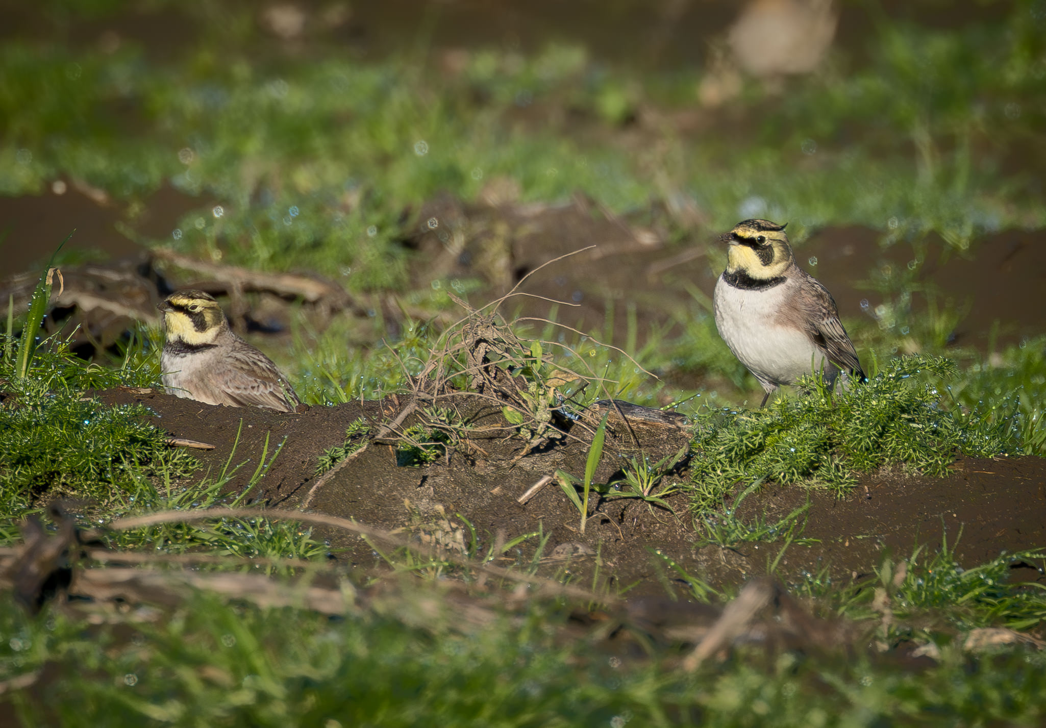 Bjerglærke - Skjern Enge november 2025