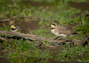 Bjerglærke - Skjern Enge november 2025